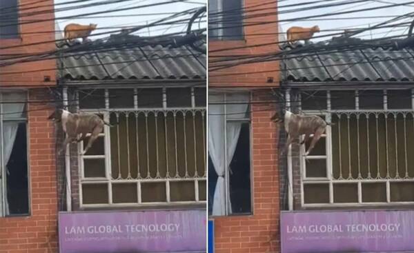 Un firulais ñembo Spiderman quedó atrapado entre cables por seguir una Gatúbela