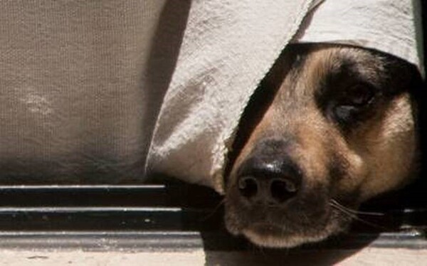DETIENEN A UN HOMBRE POR INTENTAR DEGOLLAR PERRO - La Voz del Norte