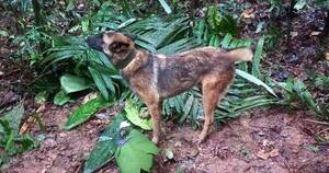 La Nación / Se perdió Wilson, perro que buscaba a niños en selva amazónica