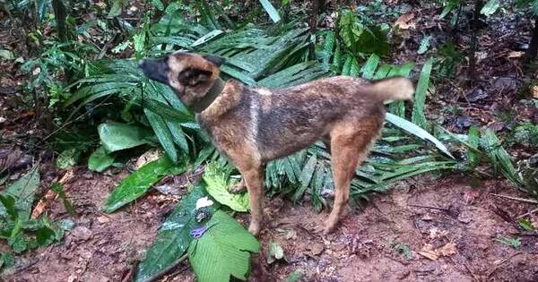 La Nación / Se perdió Wilson, perro que buscaba a niños en selva amazónica