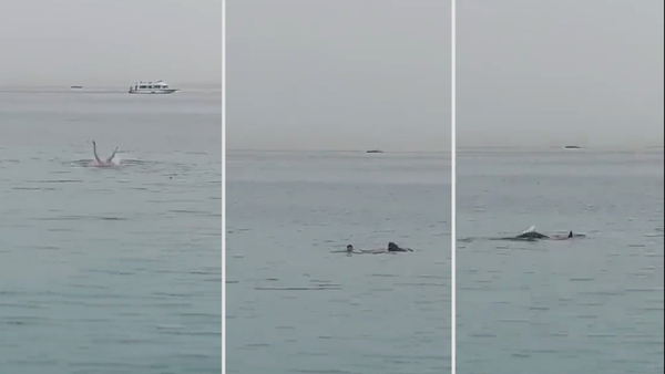 Egipto: Tiburón ataca mortalmente a un joven ruso en el Mar Rojo - Unicanal