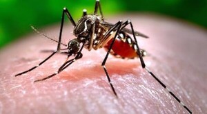 Diario HOY | La novedosa estrategia que buscan aplicar para controlar la población de mosquitos
