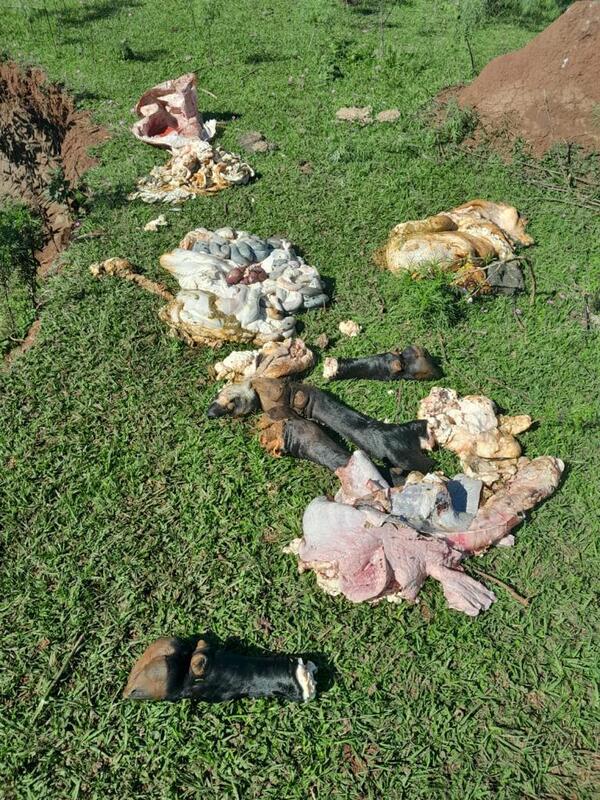 Aumentan los casos de abigeato en Itapúa: nuevo robo en Edelira km 51