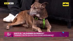 Video: Existe el “¿alzhéimer en perros? - Ensiestados - ABC Color