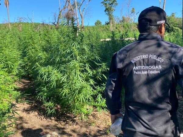 Diario HOY | Destruyen toneladas de marihuana en Amambay
