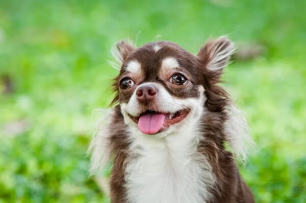 Los cinco mejores perros pequeños para tener como compañía - Mascotas - ABC Color