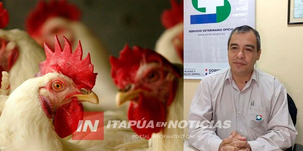 5 CASOS POSITIVOS Y 366 AVES FUERON SACRIFICADAS POR GRIPE AVIAR - Itapúa Noticias
