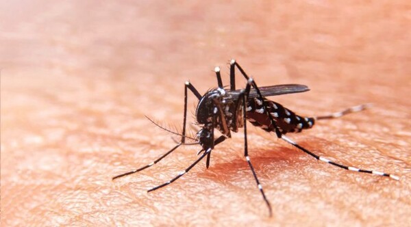 Sigue con marcada disminución de casos de chikungunya y dengue a nivel país | 1000 Noticias