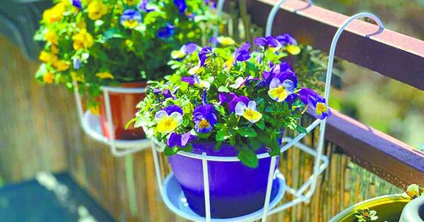 La Nación / Pensamiento: la flor que ama el invierno