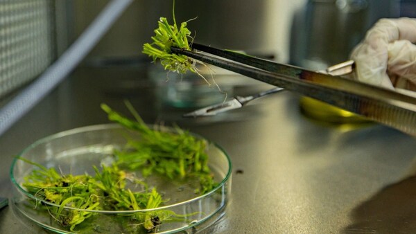 LAS MUJERES QUE CULTIVAN Y CUSTODIAN LAS PLANTAS QUE PODRÍAN CAMBIAR LA CAÑICULTURA