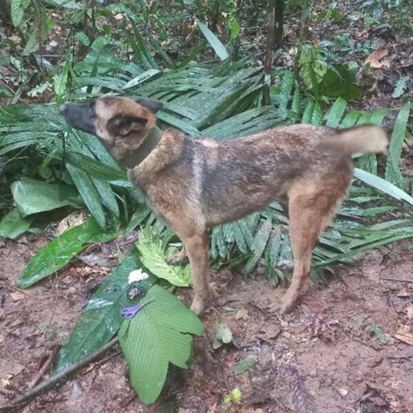 Colombia: sigue desaparecido Wilson, el perro que buscaba a los niños perdidos en la selva - Mundo - ABC Color