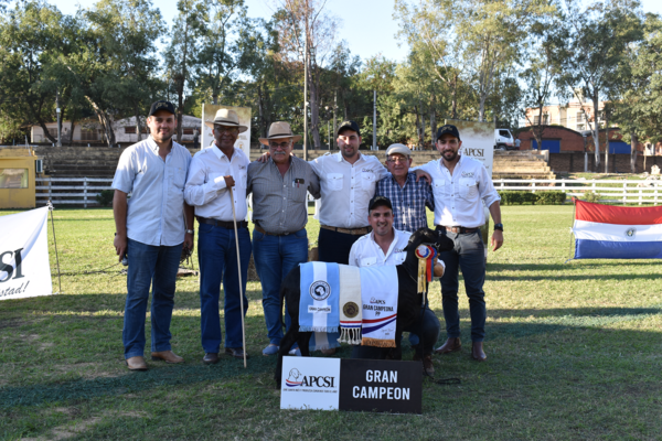 Grandes Campeones Santa Inés demostraron el potencial del ovino paraguayo