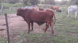 Allanan estancia y recuperan dos animales vacunos hurtados en Calixtro de Carapeguá - Nacionales - ABC Color