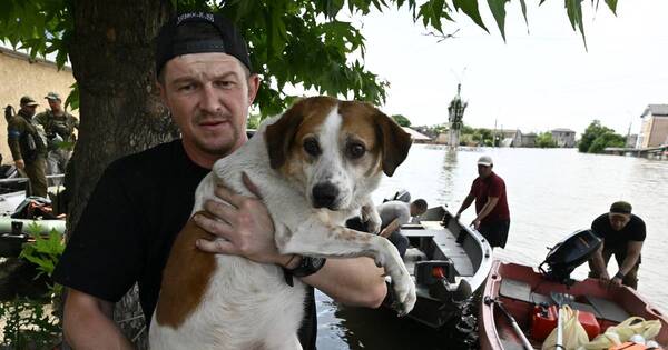 La Nación / Ucrania: rescate de animales, la otra lucha en ciudad inundada