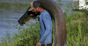 La Nación / Pirarucú: el codiciado pez gigante del Amazonas