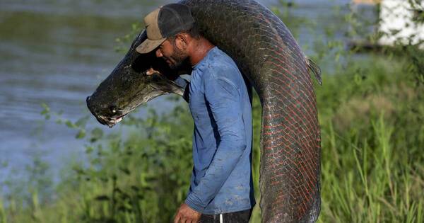 La Nación / Pirarucú: el codiciado pez gigante del Amazonas