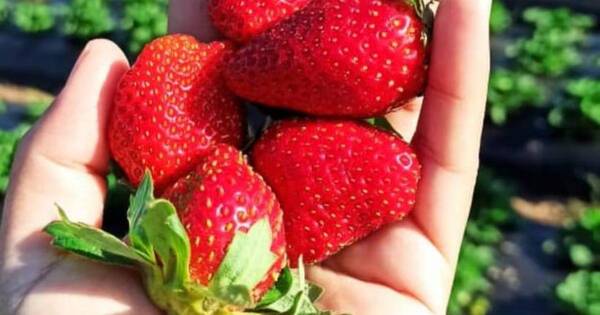 La Nación / Frutilleros,a la espera del anunciado frente frío