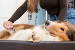 Perros en invierno: cepillarlos y dejar que les crezca el pelo, dos consejos importantes - Mascotas - ABC Color