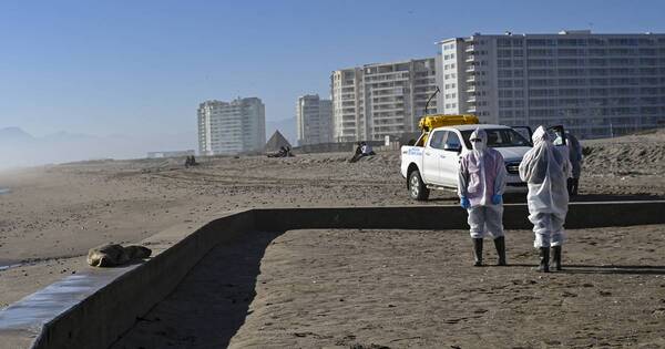 La Nación / Mortandad de fauna marina por gripe aviar alerta a Chile