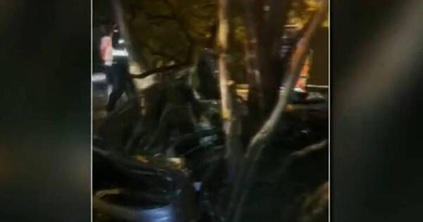 La Nación / Joven se salva de milagro tras quedar en medio de dos árboles