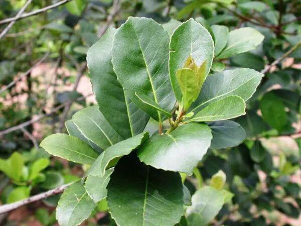 Unos 10 millones de kilos de yerba no se vendieron a la Argentina en un año perdido - Nacionales - ABC Color