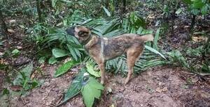 [VIDEO] Wilson, el perro héroe a quien todos buscan en Colombia