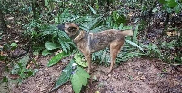 [VIDEO] Wilson, el perro héroe a quien todos buscan en Colombia