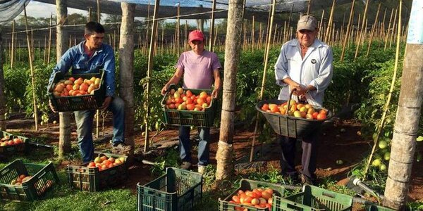 Reportan equilibrio en los precios del tomate y un mejor pago en las fincas