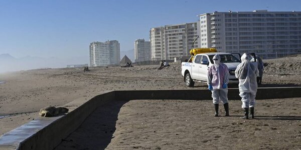Mortandad de fauna marina por gripe aviar alerta a Chile