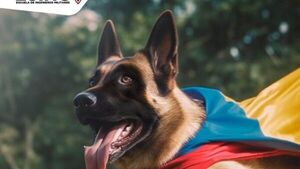Buscan a Wilson, el perro que ayudó a rescatar a 4 hermanos perdidos en la selva
