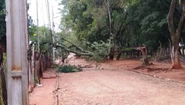Árbol cae sobre tendido eléctrico •