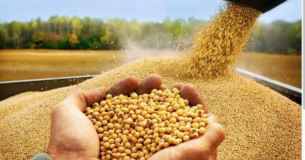 La Nación / USDA estima que Paraguay llegará a las 10 millones de toneladas de soja en la próxima campaña