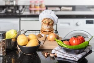 Dos recetas caseras y nutritivas para alimentar a tu gato - Mascotas - ABC Color