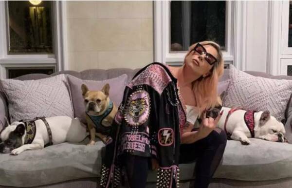 Lady Gaga no quiere pagar la recompensa por recuperar a sus perros