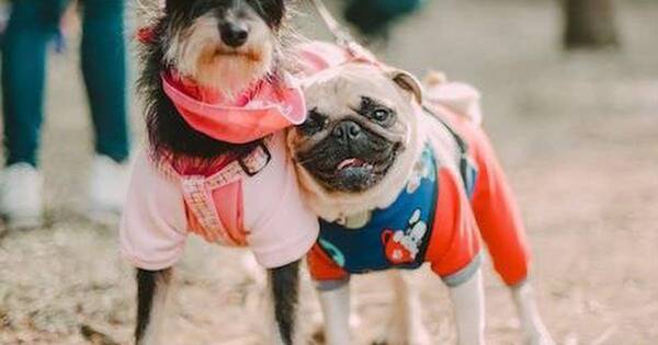 La Nación / Consejos para cuidar a los perros durante los días de frío