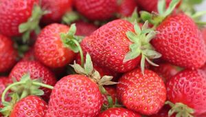 Se asoman las codiciadas: Arrancó cosecha tempranera de frutillas (auguran óptima producción esta temporada)