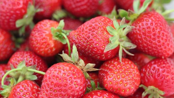 Se asoman las codiciadas: Arrancó cosecha tempranera de frutillas (auguran óptima producción esta temporada)