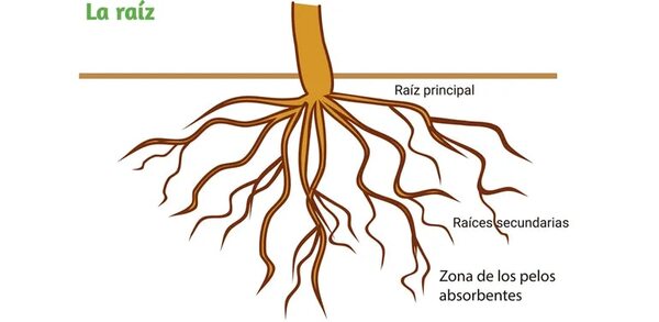 Funciones de los órganos vegetales: la raíz - Escolar - ABC Color