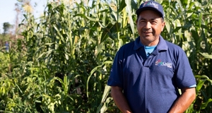 Productor de la Comunidad Aché de Puerto Barra cultivó 230 hectáreas de maíz