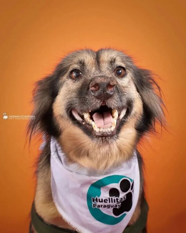San Juan dice que ¡guau! a beneficio de los peludos - Mascotas - ABC Color