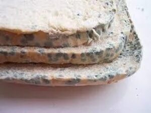 Es o no recomendable reitrar el moho de los alimentos para consumirlos - Estilo de vida - ABC Color