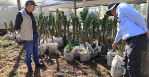 Cosechan los primeros frutos de dátiles producidos en el país