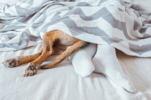 ¿Los perros pueden dormir en la cama de sus humanos cuando hace frío? - Mascotas - ABC Color