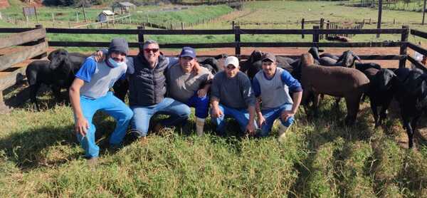 Concretan venta de carneros Santa Inés registrados para la producción de corderos comerciales