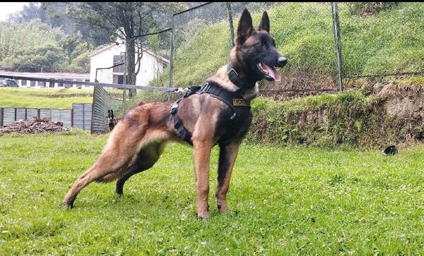 Ejército colombiano busca a Wilson, el perro que ayudó a encontrar a los niños en la selva - Unicanal