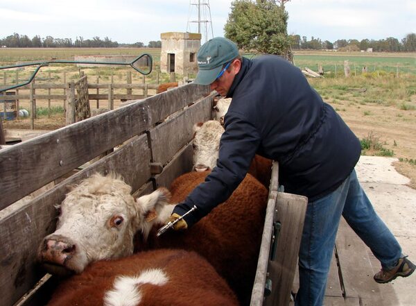 Uruguay arranca nuevo período de vacunación contra la aftosa