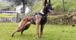 La Nación / El perro héroe del rescate de los niños se perdió en la selva