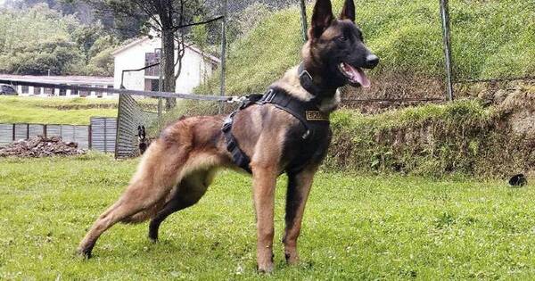 La Nación / El perro héroe del rescate de los niños se perdió en la selva