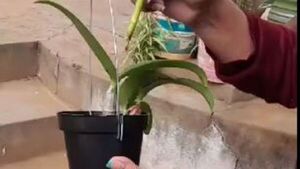 Compraron orquídeas, pero las estafaron