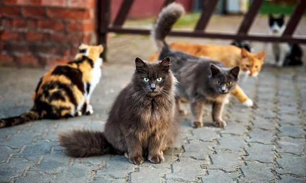 La castración en gatos | Telefuturo
